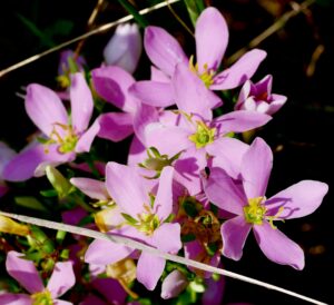 What’s Blooming at WVBG?